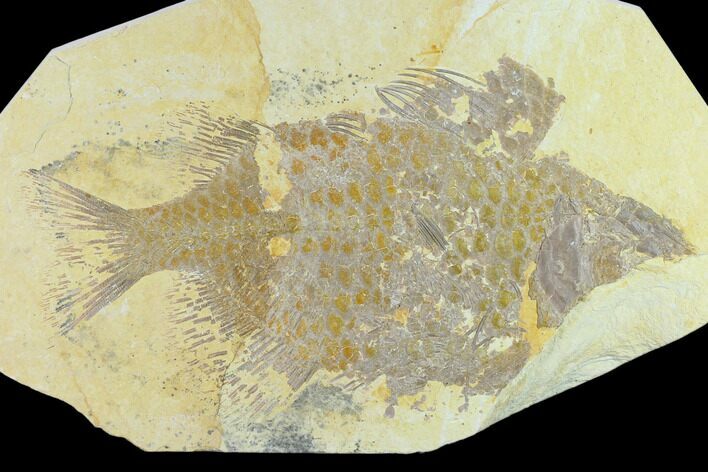 Bargain, Phareodus Fish Fossil - Uncommon Fish #131537